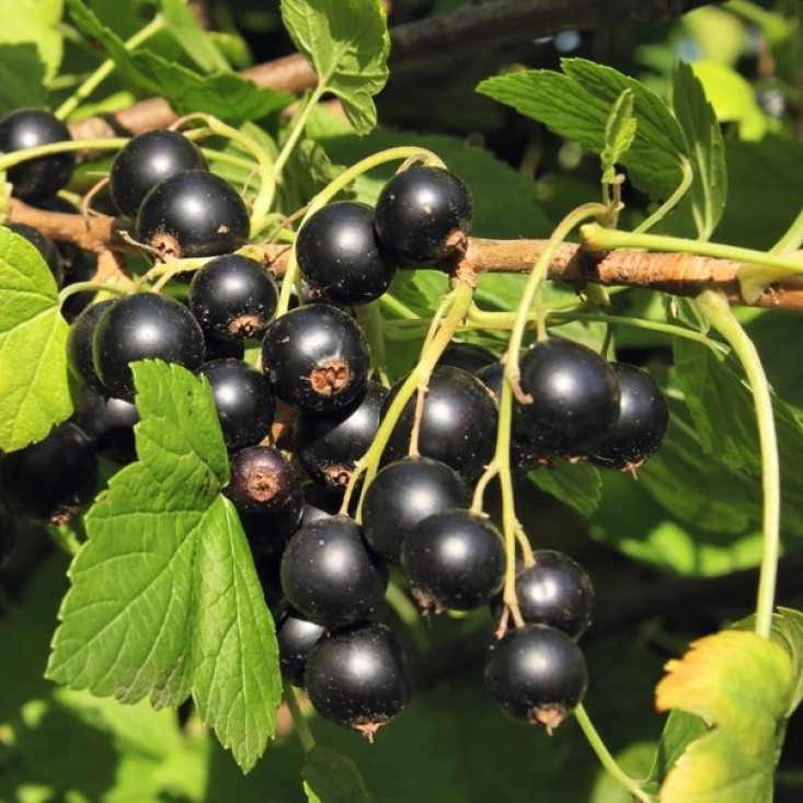 Комплект 5шт / Йошта Рекст - Высокое качество и доступная цена Комплект 5шт / Йошта Рекст - Высокое качество и доступная цена