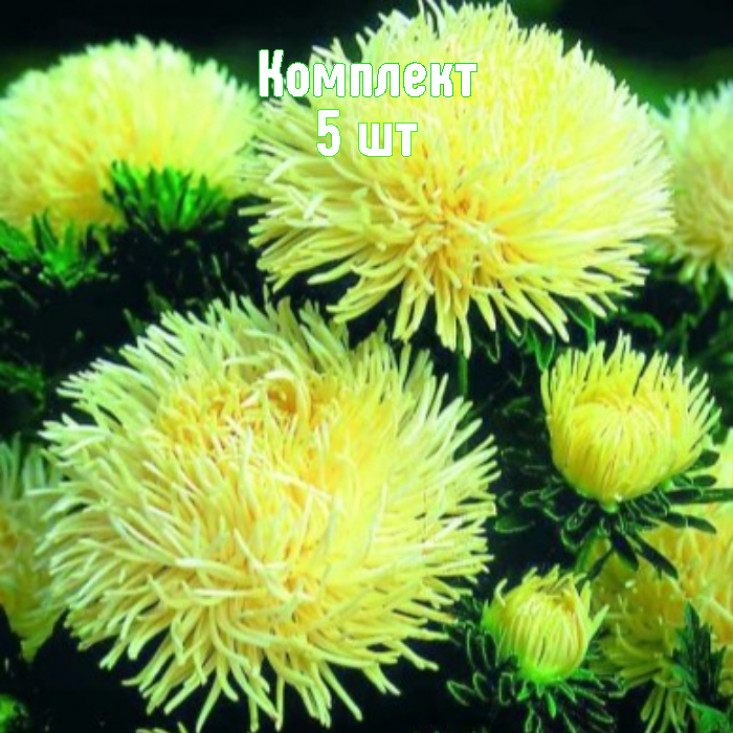 Комплект 5шт / Астра Золотая Комплект 5шт / Астра Золотая