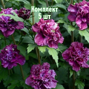 Саженцы Комплект 5шт / Гибискус древовидный Френч Кабаре Р..