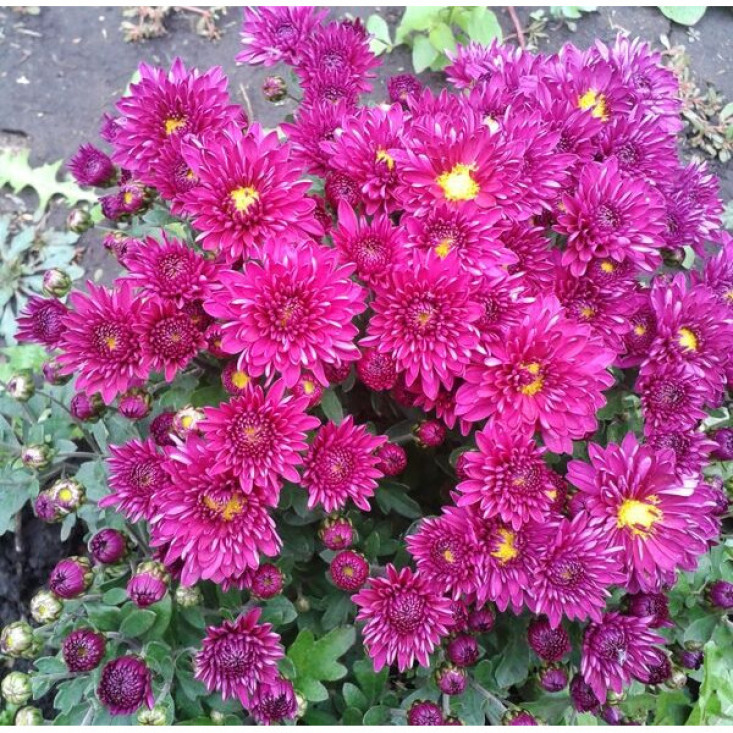 Хризантема Сея Пурпур (Мультифлора/Сиреневая) - яркая и устойчивую к морозам Хризантема Сея Пурпур (Мультифлора/Сиреневая) - яркая и устойчивую к морозам