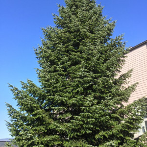 Саженцы Комплект 5шт / Пихта кавказская (сеянец 15-25 см.)