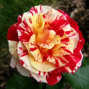 Саженцы Роза Джордж Бернс (кустовая) (George Burns)