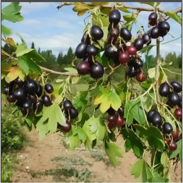 Смородина золотистая Валентина - высокая урожайность и отличный вкус Смородина золотистая Валентина - высокая урожайность и отличный вкус