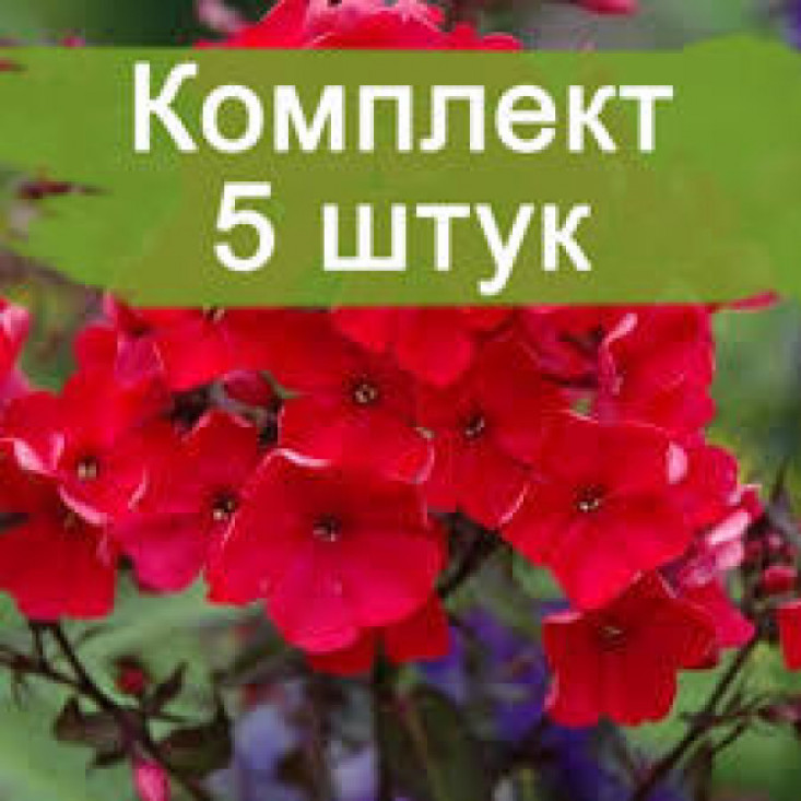 Флокс Тенор – яркие цветы для вашего сада Флокс Тенор – яркие цветы для вашего сада
