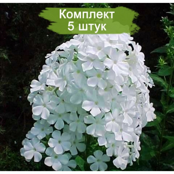 Комплект 5шт / Флокс Вайт Адмирал (White Admiral) - яркие и ароматные цветы Комплект 5шт / Флокс Вайт Адмирал (White Admiral) - яркие и ароматные цветы