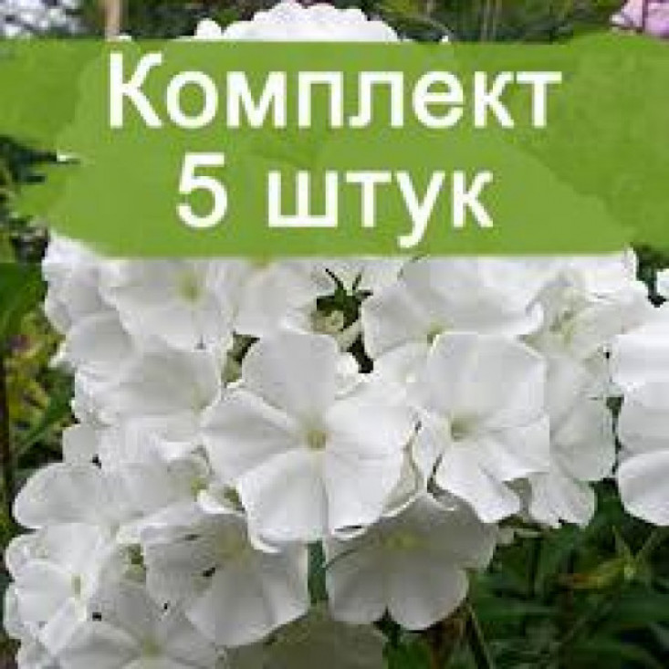 Флокс Вайт Спарр (White Sparr) - Яркое цветение на вашем участке Флокс Вайт Спарр (White Sparr) - Яркое цветение на вашем участке